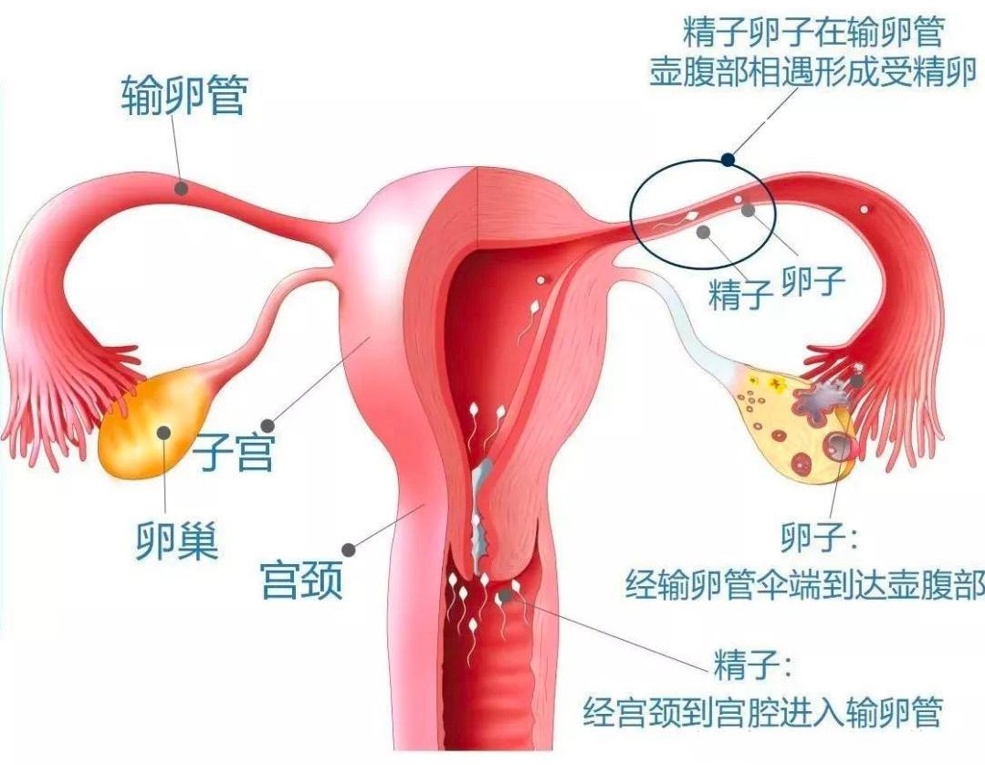 v2-157c1ca3b855aaa4e4cad20569f57d37_1440w.jpg